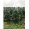 Пихта Фразера в кадке